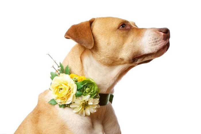 Wedding Flowers for Dogs