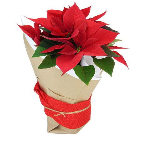 Christmas Poinsettia Plant Delivered in Sydney