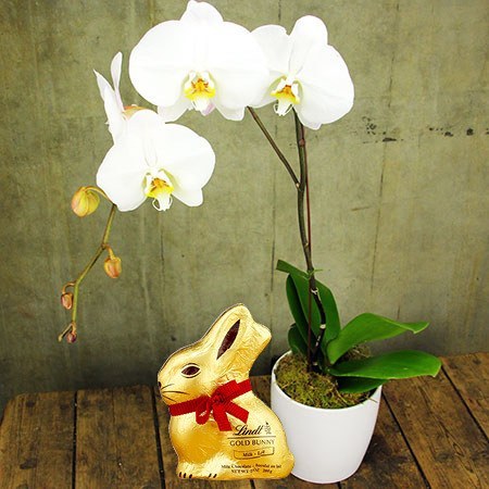 Classic Orchid and Lindt Bunny 