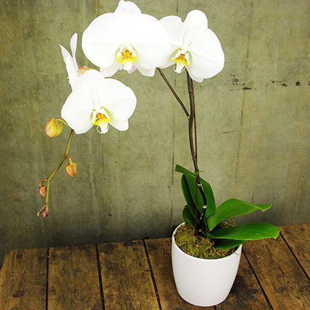 Classic Orchid
