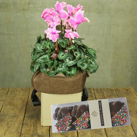 Cyclamen and Chocolate Bunnies (Sydney Only)