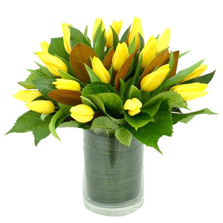 Daffodil Day Tulips