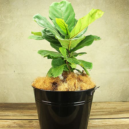 Fiddle-Leaf Fig Plant Delivery Sydney