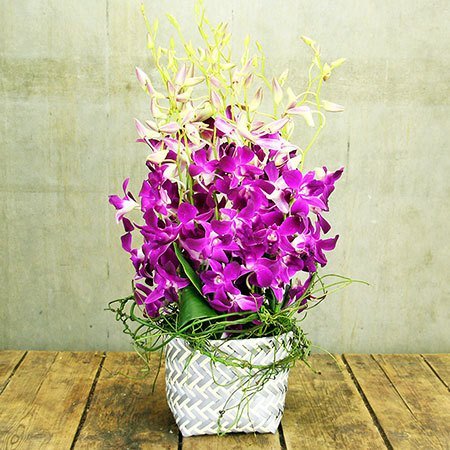 Lush Orchid Basket (Sydney Only)