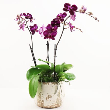 Magenta Orchid Plant