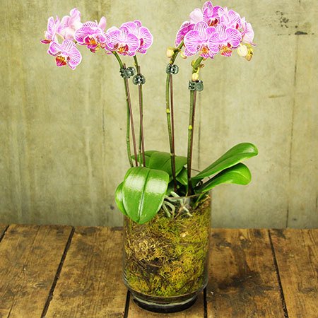 McGrath Foundation Pink Orchid Plant