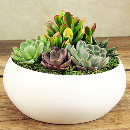 Mixed Succulents in White Ceramic Bowl