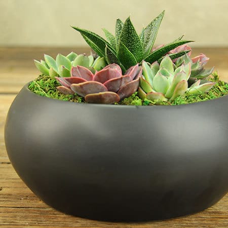 Modern Succulents in Black Ceramic Bowl Delivered in Sydney