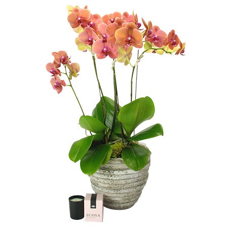 Mothers Day Orchid Plant