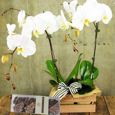 Orchid and Chocolate Bunnies (Sydney Only)
