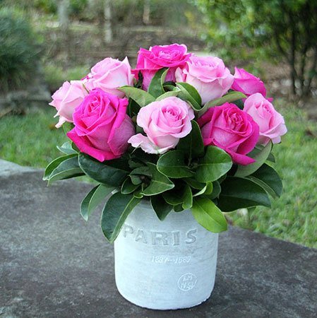 Paris Pink Roses 