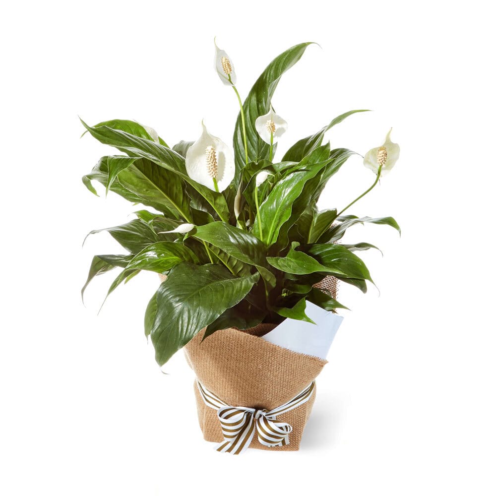 Peace Lily in Hessian Bag