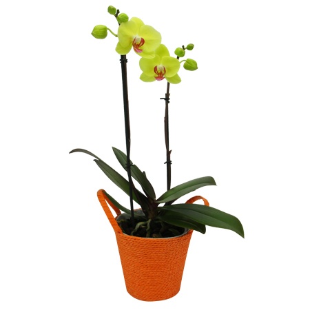 Phalanopsis Orchids