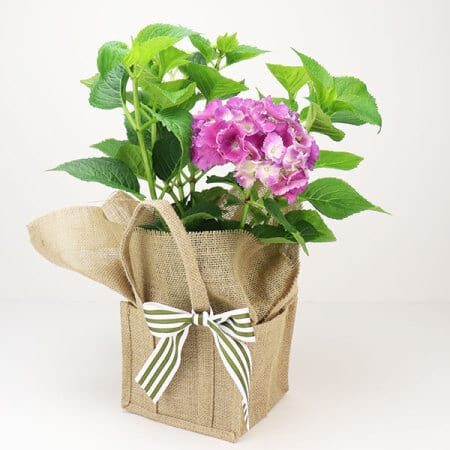 Pink Hydrangea Gift Bag