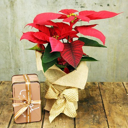 Poinsettia and Gingerbread (Sydney Only)