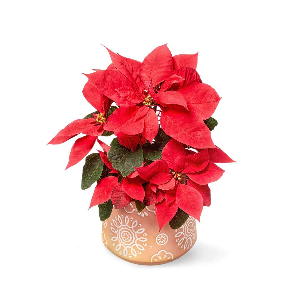 Red Poinsettia in Pot Delivered in Sydney