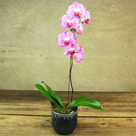 Retro Pink Orchid Plant