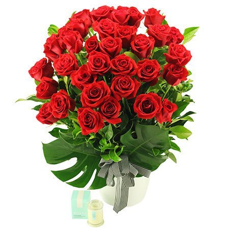 Senorita in Red - 36 Long Stem Red Roses (Sydney Only)