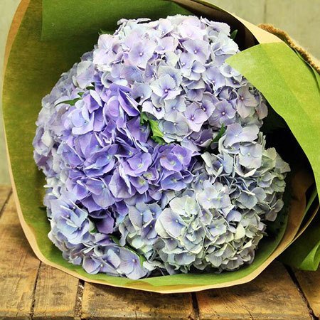 Summer Hydrangea with Free Ecoya Candle (Syd and Melb Only)