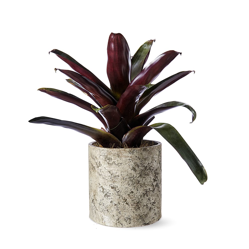 Tropical Bromeliad Plant Delivery Sydney
