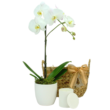 Vanilla White Christmas Phalaenopsis Orchid Plant and Candle Delivered in Sydney