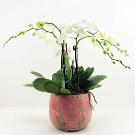 White Orchid in Pink Pot