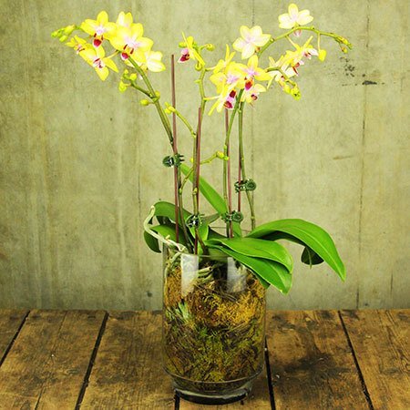 Yellow Mini Teacup Orchids (Sydney Only)