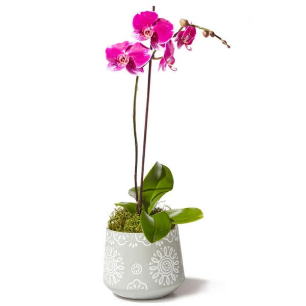 Contemporary Pink Orchid Plant