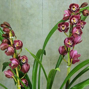 Cymbidium Orchid Plant