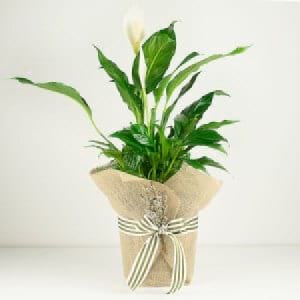 Peace Lily Plant for Mothers Day