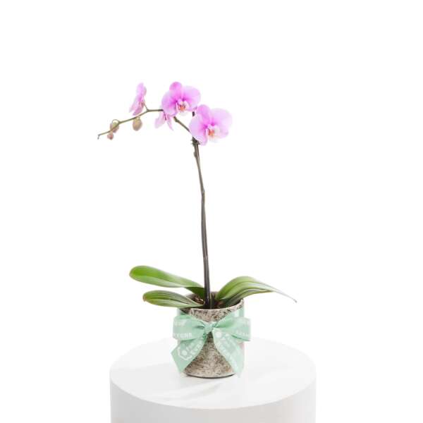 Pink Orchid Plant in Pot Delivered Sydney