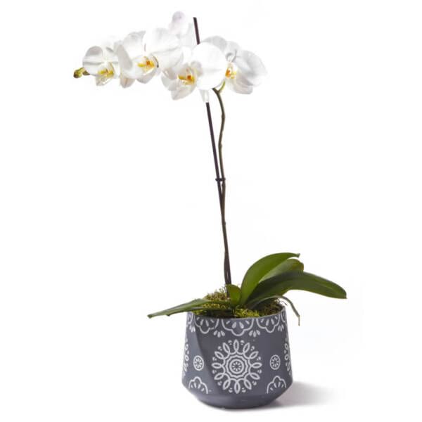 White Phalaenopsis Orchid Plant in Pot
