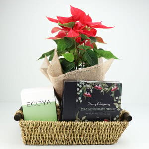 Poinsettia and French Pear Christmas Hamper