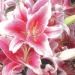 Gift Card Pink Lilies