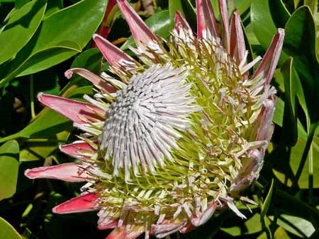 Proteaceae Flowers - Flowers for Everyone