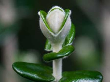 Rice Flower - Pimelea Nivea