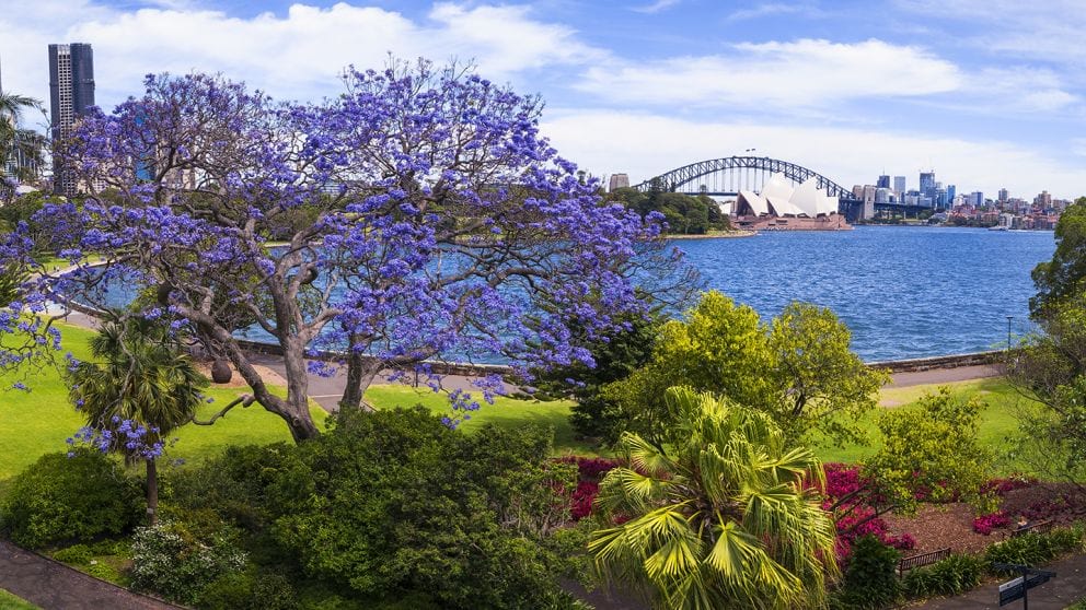 Sydney`s Royal Botanic Garden