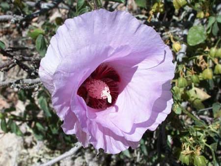 Sturt`s Desert Rose - Flowers for Everyone