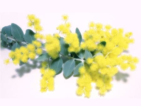 Wattle Flowers - Flowers for Everyone