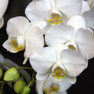 phalaenopsis orchid plant 