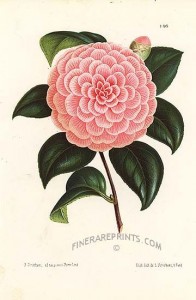 botanical art - rose
