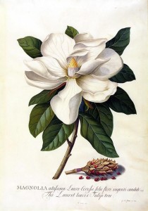 magnolia by Georg Dionysus Ehret