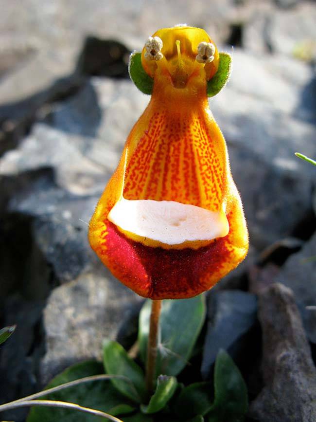 weird flower