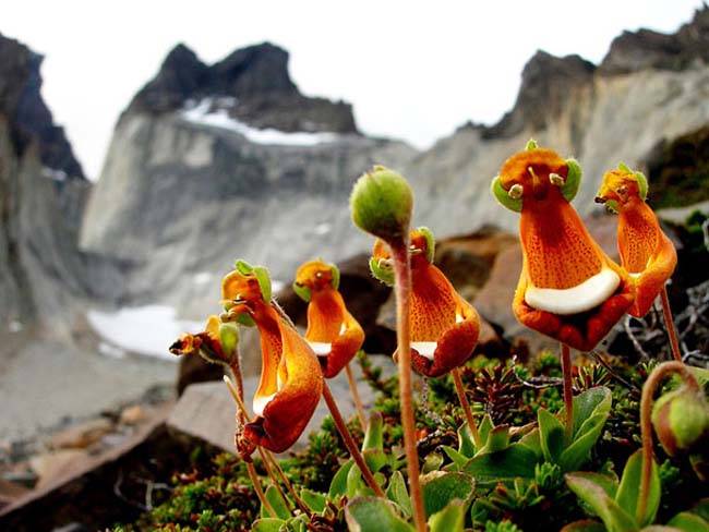 Weird Flowers of the World - Flowers for Everyone Blog