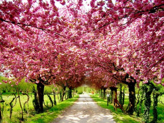 Cowra Cherry Blossom Festival