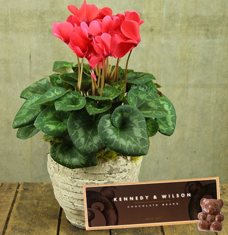 cyclamen plant and chocolates