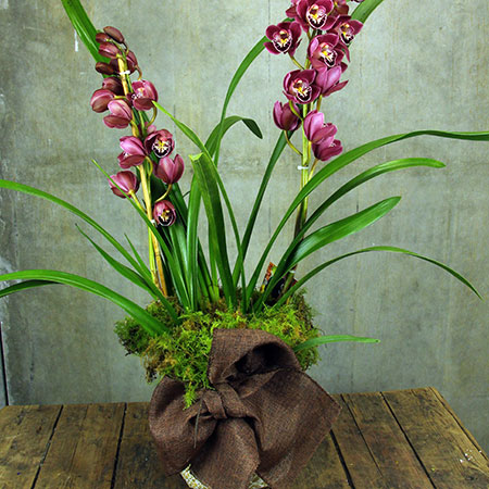 burgundy-cymbidium-orchid
