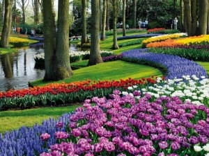 tulips in holland