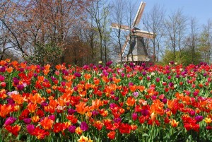 tulip fields in holland