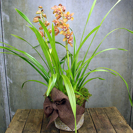 orange-orchid-plant
